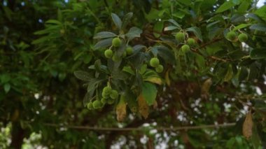 Çilek ağacı olarak da bilinen yeşil arbutus unedo kümelerine yakın çekim, açık havada puglia, İtalya 'da bulundu, doğal ışık altında canlı yapraklar ve meyveler gösteriyordu..