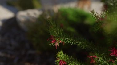 Grevillea ardıçkuşunun yakın çekimi, ayrıca ardıç yapraklı grevillea olarak da bilinir, Puglia, İtalya 'da gün ışığında çiçek açar..