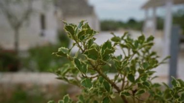 Puglia, İtalya 'nın açıklarındaki bir ilex aquifolium bitkisinin yakın çekimi, yerel mimarinin yer aldığı yumuşak odaklı arka planda beyaz kenarlı dikenli yeşil yapraklarını sergiliyor..