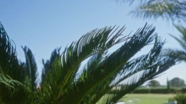 Açık mavi gökyüzüne karşı Güney İtalya 'nın puglia bölgesinde yemyeşil bir cycas revoluta bitkisinin yakın çekimi.