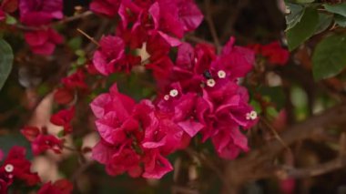 Güneşli Murcia, İspanya 'daki canlı bougainvillea glabra çiçekleri Flora' nın doğal Akdeniz güzelliğini gözler önüne seriyor..