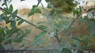 Laurus Nobilis 'in yakın çekimi, aynı zamanda Bay Laurel olarak da bilinir, açık havada, Murcia, İspanya' da yetişiyor, taze yeşil yapraklara odaklanıyor..