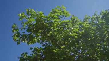 Güneşli manolya ağacı açık mavi gökyüzüne karşı Puglia, İtalya 'da, açık havada canlı yeşil yapraklar ve doğal güzellikler sergiliyor..