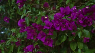 Canlı mor bougainvillea spektabilis çiçekleri açık havada puglia, güney İtalya 'da, güneşli Akdeniz ikliminde yemyeşil yapraklar sergiliyor..