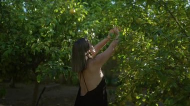 Güneşli bir günde yemyeşil ağaçlarla dolu bir İtalyan bahçesinde limon toplayan genç bir İspanyol kadın güzel bir doğal ortamda çiftlik hayatını renklendiriyor..