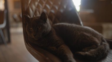 İngiliz Shortair Cat sakin bir iç mekan sahnesinde zarif bir şekilde deri koltukta uzanır.