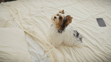 Bisikletli teriyer köpek yavrusu, yatak odasının iç kısımlarında bir akıllı telefonuyla dikkatlice yatağın üzerine oturur ve bakar..