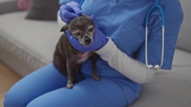 Mavi önlüklü profesyonel bir kadın sıcak bir oturma odasında kıdemli bir Chihuahua 'nın kulağını inceliyor..