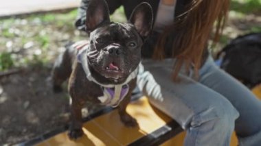 Güneşli bir günde, Fransız bir bulldog 'la şehir parkında bankta oturan bir kadın..