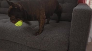 Ağzında tenis topu olan oyuncu bir bulldog, gri bir kanepe ve beyaz sandalyeler de dahil olmak üzere modern mobilyalarla şık bir oturma odasında yürüyor ve zıplıyor..