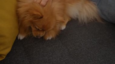 Gülümseyen bir kadın rahat bir oturma odasında dizüstü bilgisayar kullanırken pomeranya köpeğini okşuyor..