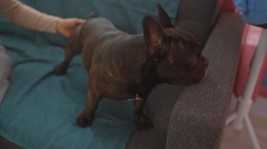 Bir kadın, sıcak bir oturma odasında mavi bir battaniyenin üzerinde bir Fransız bulldog 'unu nazikçe okşuyor..