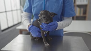 Mavi önlüklü bir veteriner, veteriner kliniğindeki çelik bir masada kıdemli bir Chihuahua 'yı nazikçe tutuyor.