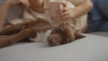 Bir kadın oturma odasındaki kanepede uzanmış köpeğini nazikçe okşayıp elinde bir fincan kahve tutarken evinde rahat ve rahat bir atmosfer yaratıyor..