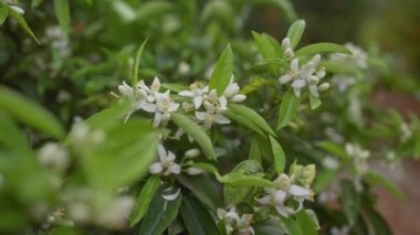 Turuncu-turuncu, kokulu çiçekler yemyeşil bir meyve bahçesinde, portakal ağacında, turunçgiller sinensis 'de yeşerir.