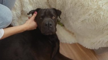 Bir kadın, arka planında tüylü beyaz bir halı olan, ahşap bir zeminde dinlenen siyah bir köpeği nazikçe okşar..