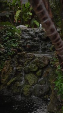 Sakin bir şelale yosunlu kayaların üzerinden süzülerek sulak bir gölete dökülüyor. Etrafı yemyeşil tropikal yapraklarla çevrili..