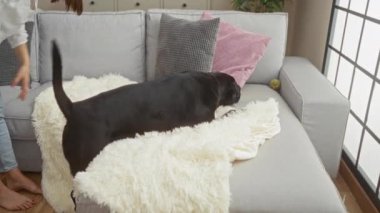 Bir kadın, siyah labrador köpeğine doğru elini uzatır rahat, rahat, kentsel bir iç dekorda, rahat bir kanepede, canlı yastıklar ve yumuşak battaniyelerle sade atmosferi güçlendirir..