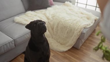 Siyah köpek elinde oyuncakla oturma odasında bej bir battaniyeyle parlak bir pencerenin yanındaki gri kanepeye bakıyor..