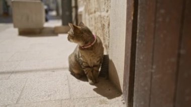Tasma takan meraklı bir kedi, kentsel alandaki taştan bir duvarın yanında güneşli bir kaldırımda oturur ve etrafındakileri dikkatle izler..