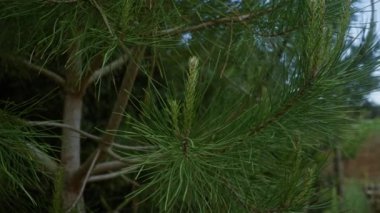 Güney İtalya 'da Puglia' da yemyeşil iğneli bir Pinus Halepensis dalına yakın plan..