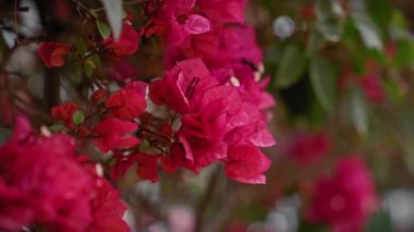 Canlı bougainvillea glabra, küçük bougainvillea, güneşli murcia, İspanya, canlı pembe frenlerini sergiliyor..