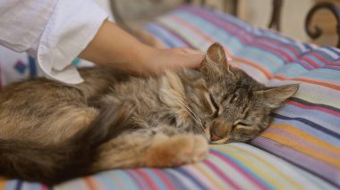 Renkli bir açık hava yastığında gevşek bir kediyi nazikçe okşayarak huzurlu bir anı yakalıyor..