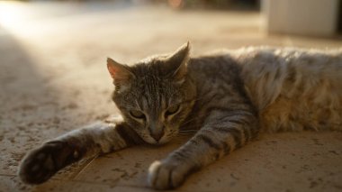 Güneşli bir verandada, güneşli bir öğleden sonra güneşli sıcak bir günde güneşlenerek güneşlenen ve dinlenen bir kedi.