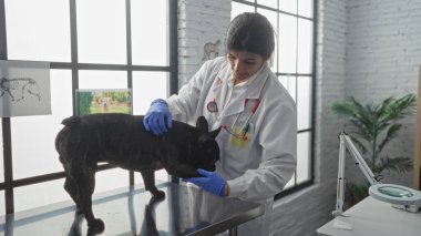 Genç İspanyol bir veteriner, Fransız bir buldogu çeşitli tıbbi ekipmanlar ve hayvan posterleriyle modern bir veteriner kliniğinde muayene ediyor..