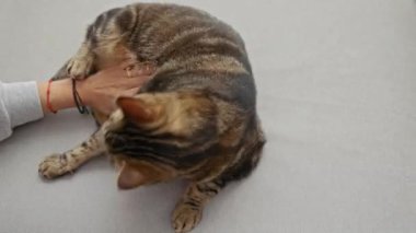 Evde tekir bir kediyi okşayan bir kadın, evcil hayvan ve ev sahibi arasındaki sevgiyi ve bağları gösteriyor..