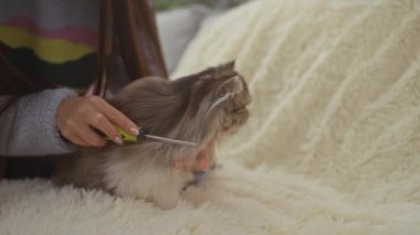 Bir kadın, rahat bir oturma odasında yumuşak bir battaniyede tüylü bir kediyi tımar ediyor..