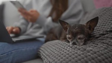 Chihuahua 'sı içeride gri bir yastıkta uyurken bir kadın dizüstü bilgisayarıyla çalışır.