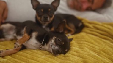 Orta yaşlı İspanyol bir adam, iki Chihuahua köpeğiyle aynı yatakta uyuyor, rahat bir yatak odasında arkadaşlık ve rahatlık sergiliyor..