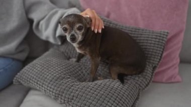 Yaşlı Chihuahua, kanepede bir kadınla birlikte, rahat bir evde refakatçilik ve bakım yapıyor..