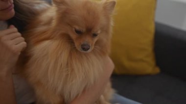 Bir kadın, Pomeranian köpeğini evdeki bir kanepede sevgiyle okşar, ona eşlik eder ve evinde rahat eder..