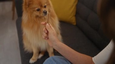 İçerideki bir kadın pomeranian 'ıyla oynuyor, rahat bir oturma odasında ikram sunuyor.