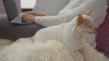 Orta yaşlı bir kadın oturma odasında dizüstü bilgisayarla çalışıyor beyaz bir chihuahua köpeği kabarık bir battaniyenin üzerinde oturuyor..