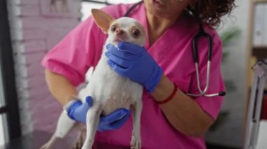 Klinik ortamında yetişkin bir kadın veteriner bir chihuahua 'yı inceliyor, pembe önlük ve eldiven giyiyor..