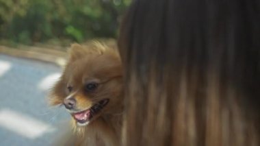 Neşeli bir pomeranian köpeği, genç bayan sahibiyle parkta güneşli bir günün tadını çıkarıyor..