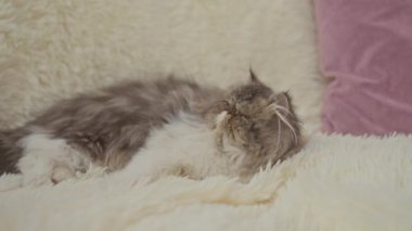 Kapalı bir yerde, rahat bir yüzey üzerinde uykulu kedisini öpen genç bir kadın, evlerinde samimi ve sevgi dolu bir an yaratıyor..