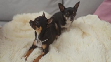 İki sevimli chihuahua, biri zincirli tasma takıyor, rahat bir şekilde rahat bir oturma odasında krem rengi bir battaniyenin üzerinde yatıyor..