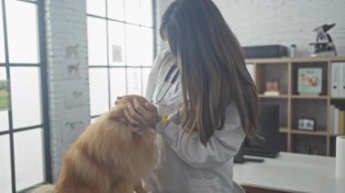 A young woman veterinarian examines a pomeranian dog inside a veterinary clinic.