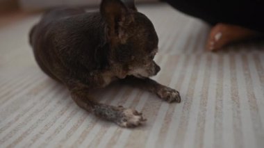 Kapalı alanda bir kadının ayağının yanında desenli bir zeminde yatan bir chihuahua 'nın yakın çekim görüntüsü.
