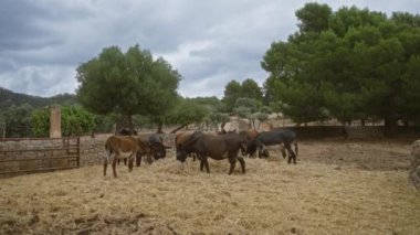 Eşekler, arka planda ağaçlar ve bulutlu gökyüzü olan bir Akdeniz çiftliğinde otluyor.