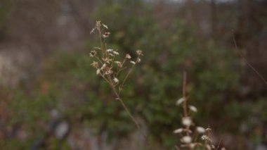 Kuru bir kır çiçeğinin yakın plan görüntüsü bulanık doğal bir arka plan, bitki örtüsü ve mevsimsel değişim..