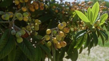 Eriyobotrya japonica olarak da bilinen Loquat meyveleri, canlı yeşil yapraklar arasında olgunlaşan sarı-turuncu renklerini gösteren puglia, İtalya 'da bir ağaca asılır..
