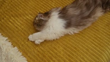 Yumuşak gri ve beyaz bir kedi yavrusu, rahat bir yatak odasında sarı bir yatakta uyuyor..