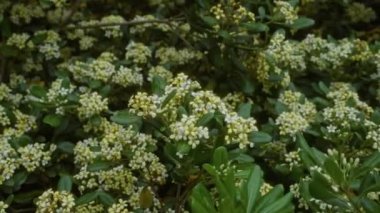 Yoğun viburnum tinus kümeleri, laurustinus olarak da bilinir, küçük beyaz çiçekler ve yeşil yapraklarla dolu, Puglia, Güney İtalya 'daki doğal yaşam alanlarında..