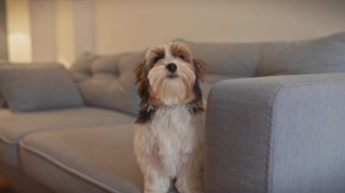 Bisikletli teriyer köpek yavrusu koltukta sevimli bir şekilde poz verir. Kapalı bir ortamda, ışık saçan bir cazibe ve sıcaklıkla..