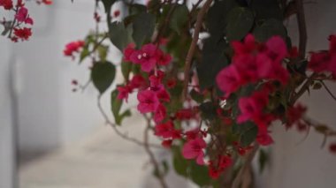 Canlı bougainvillea spektabilis çiçekleri cennet gibi beyaz bir Akdeniz ortamında sarmaş dolaş.